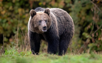 Megkezdik a medvék kilövését Erdélyben