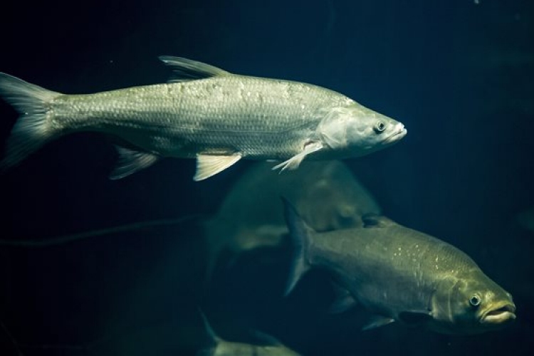 Szoros versenyben győzött a balin az év hala közönségszavazáson